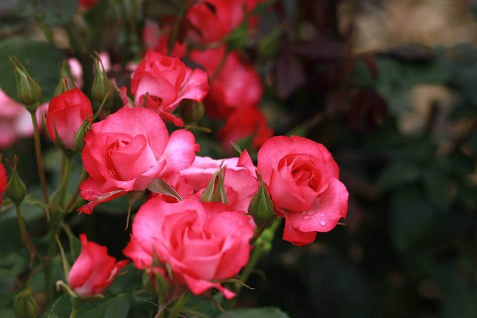 Anyák napi ötletek a kertbe: rózsa